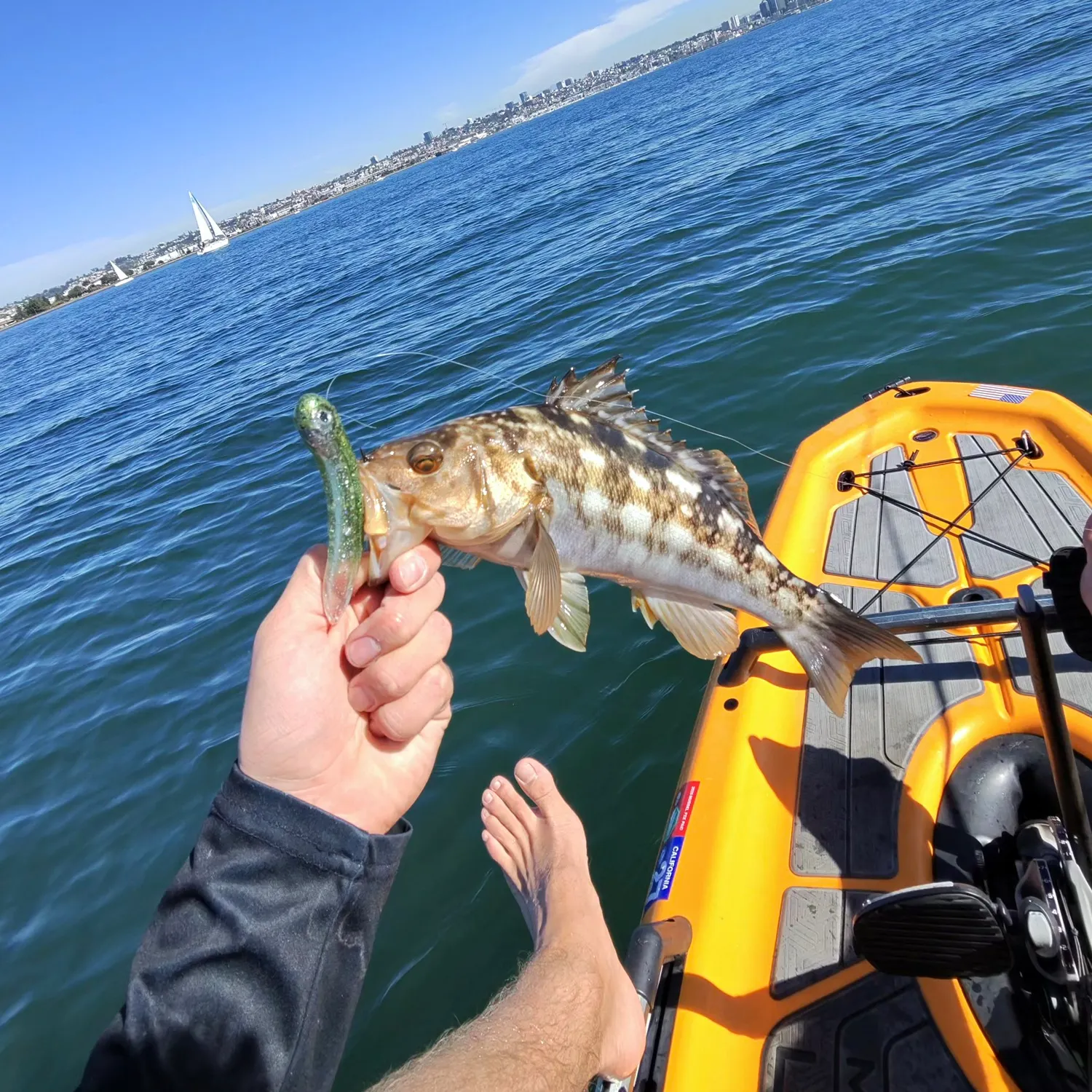 The most recent Kelp bass catches on Fishbrain