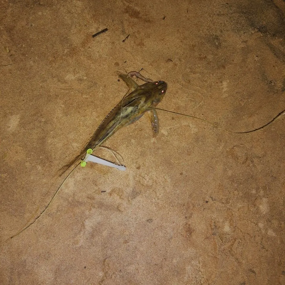 The most recent Trahira catches on Fishbrain