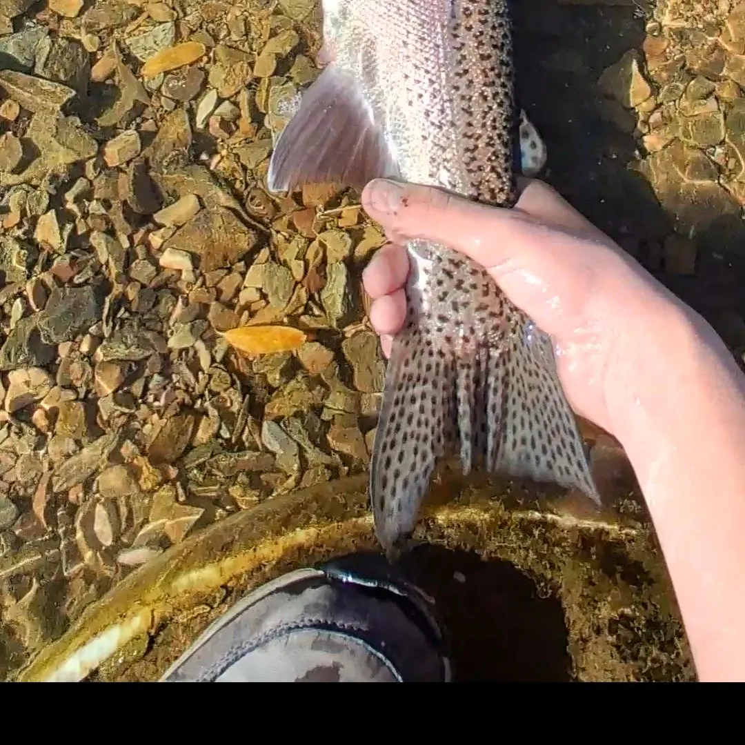 Rainbow trout caught on Fishbrain