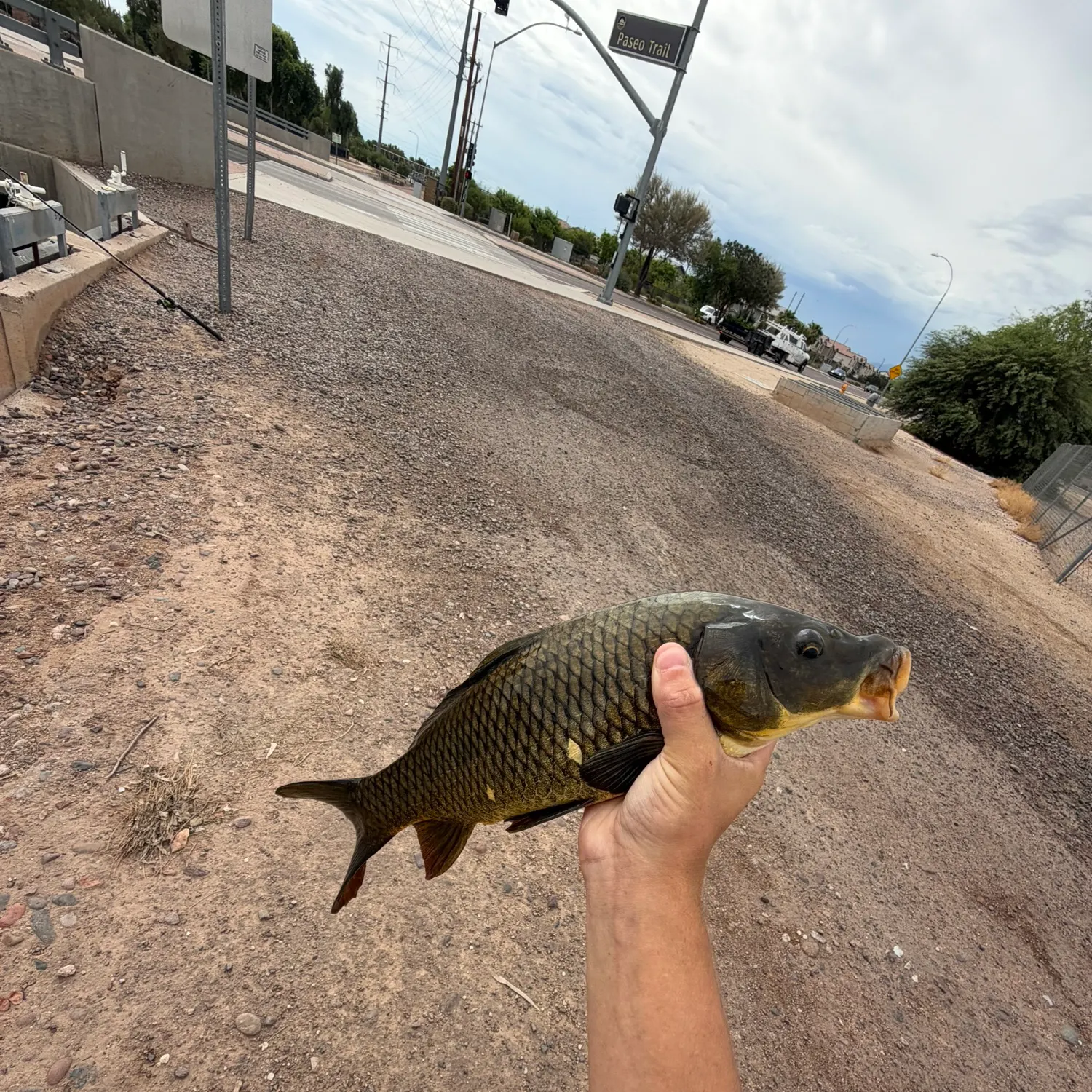 The most recent Koi x common carp catches on Fishbrain