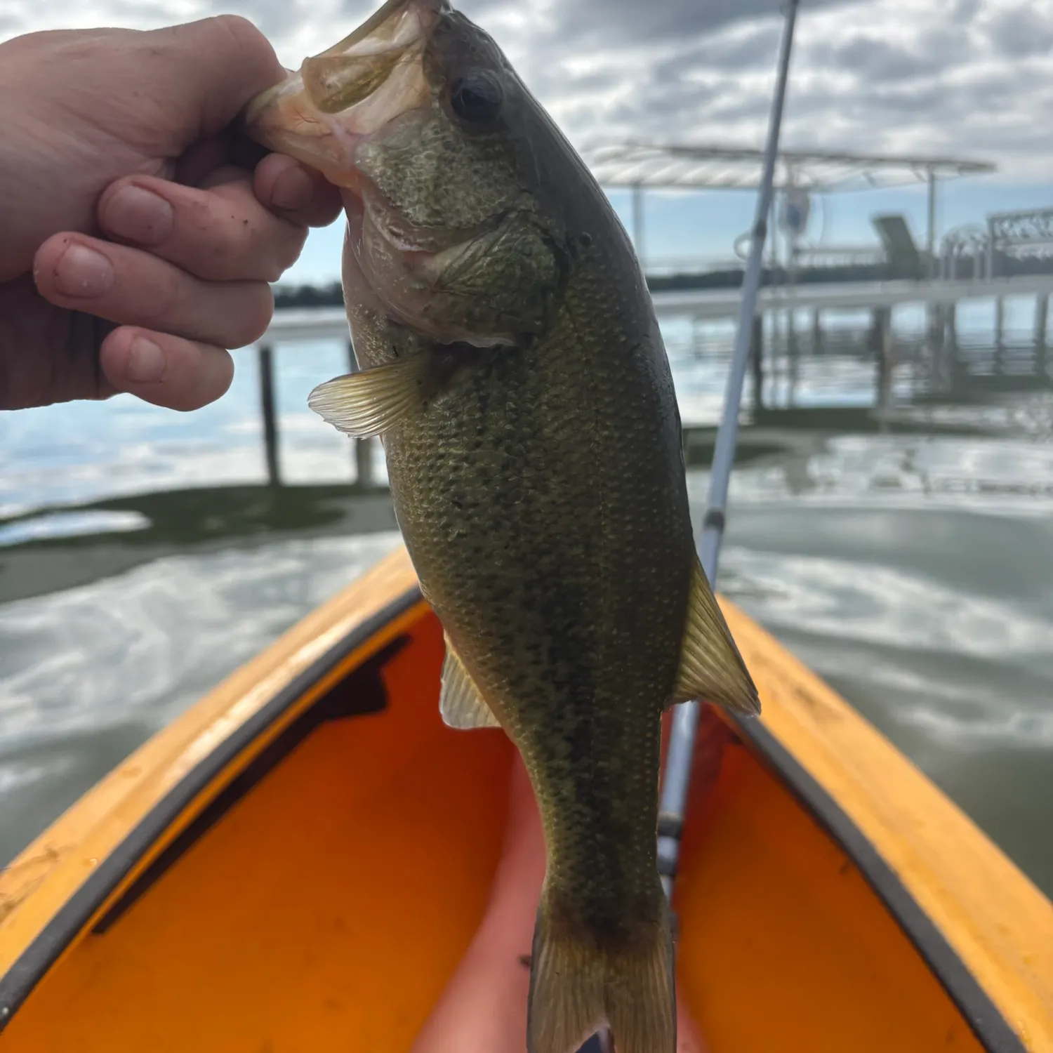 Largemouth bass caught on Fishbrain