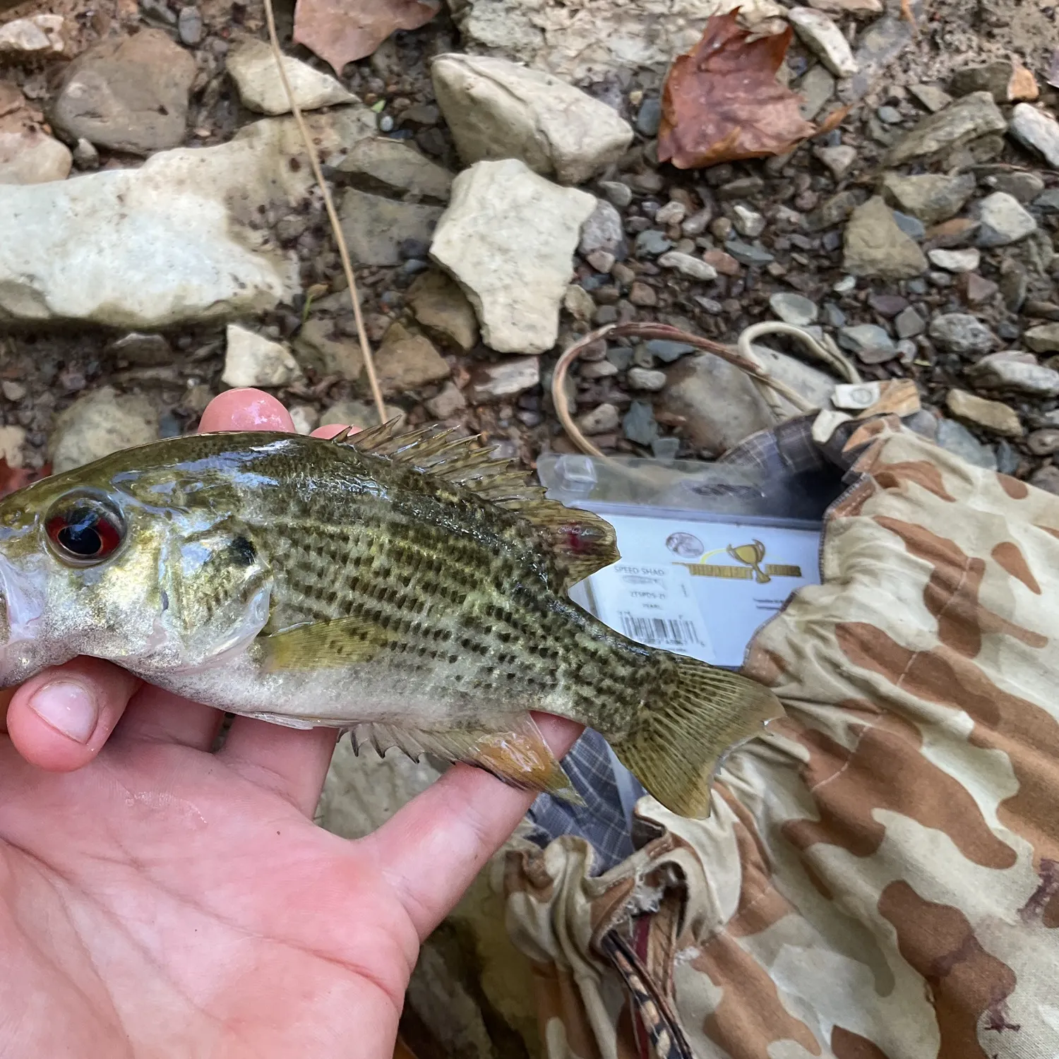 Rock bass caught on Fishbrain