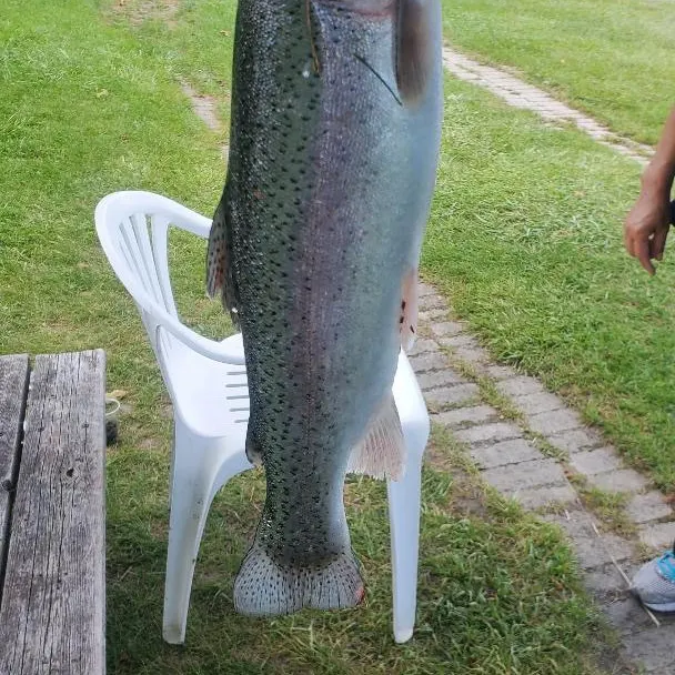 Steelhead caught on Fishbrain