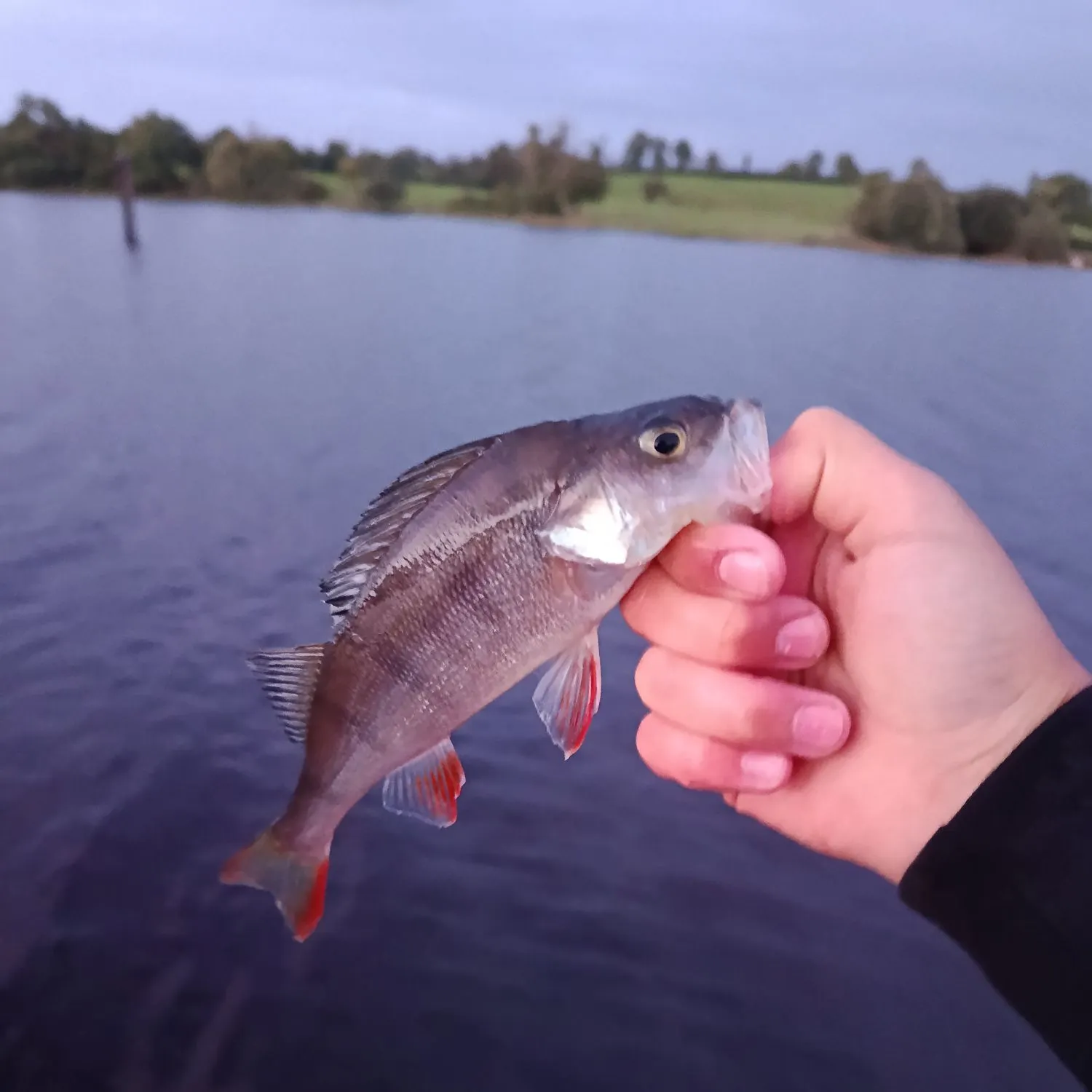 European perch caught on Fishbrain