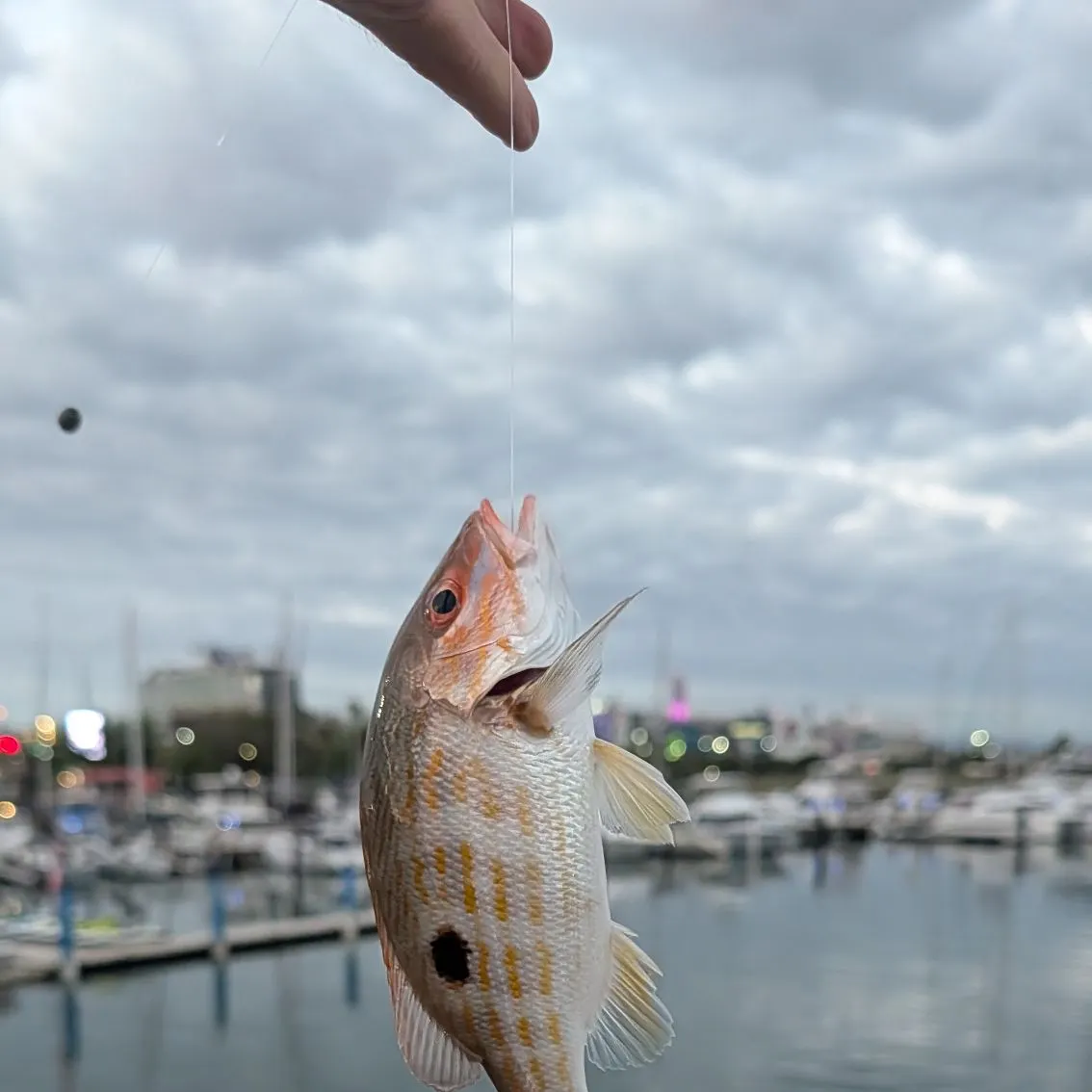 The most recent Lane snapper catches on Fishbrain