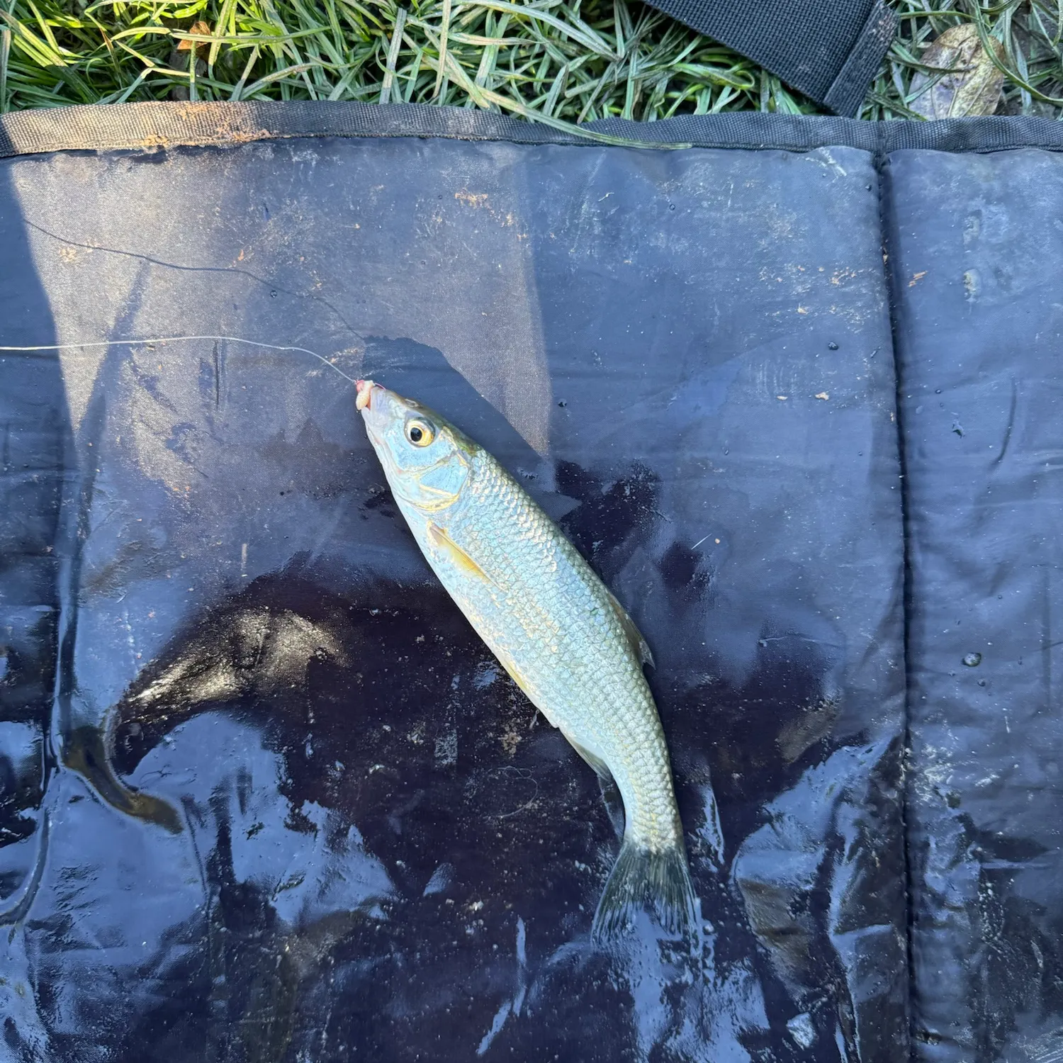 Common dace caught on Fishbrain