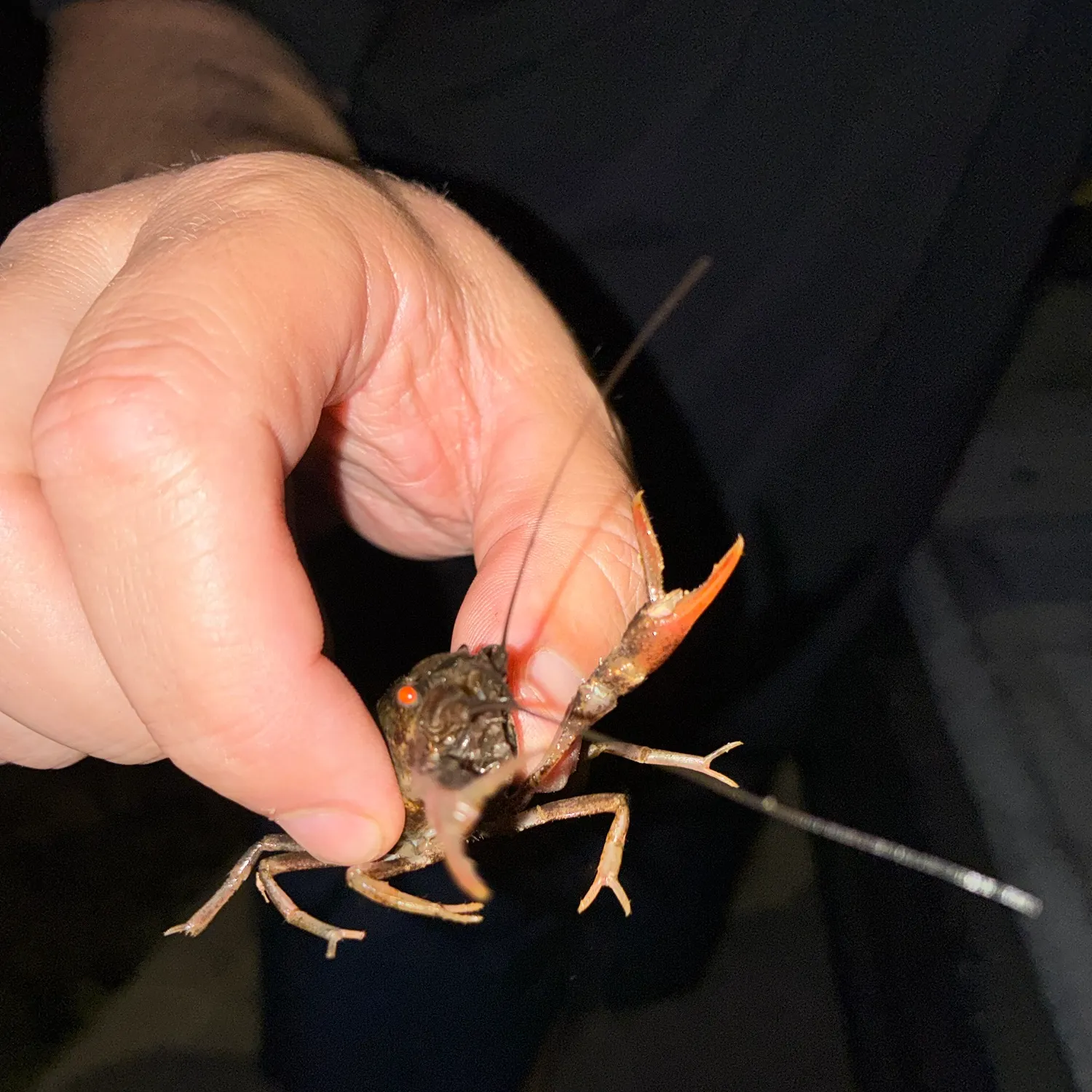 Northern clearwater crayfish caught on Fishbrain