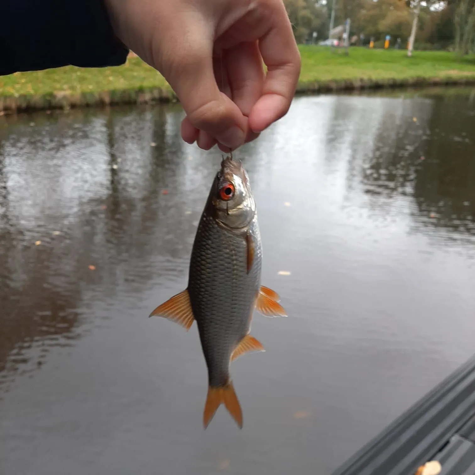 Common roach caught on Fishbrain