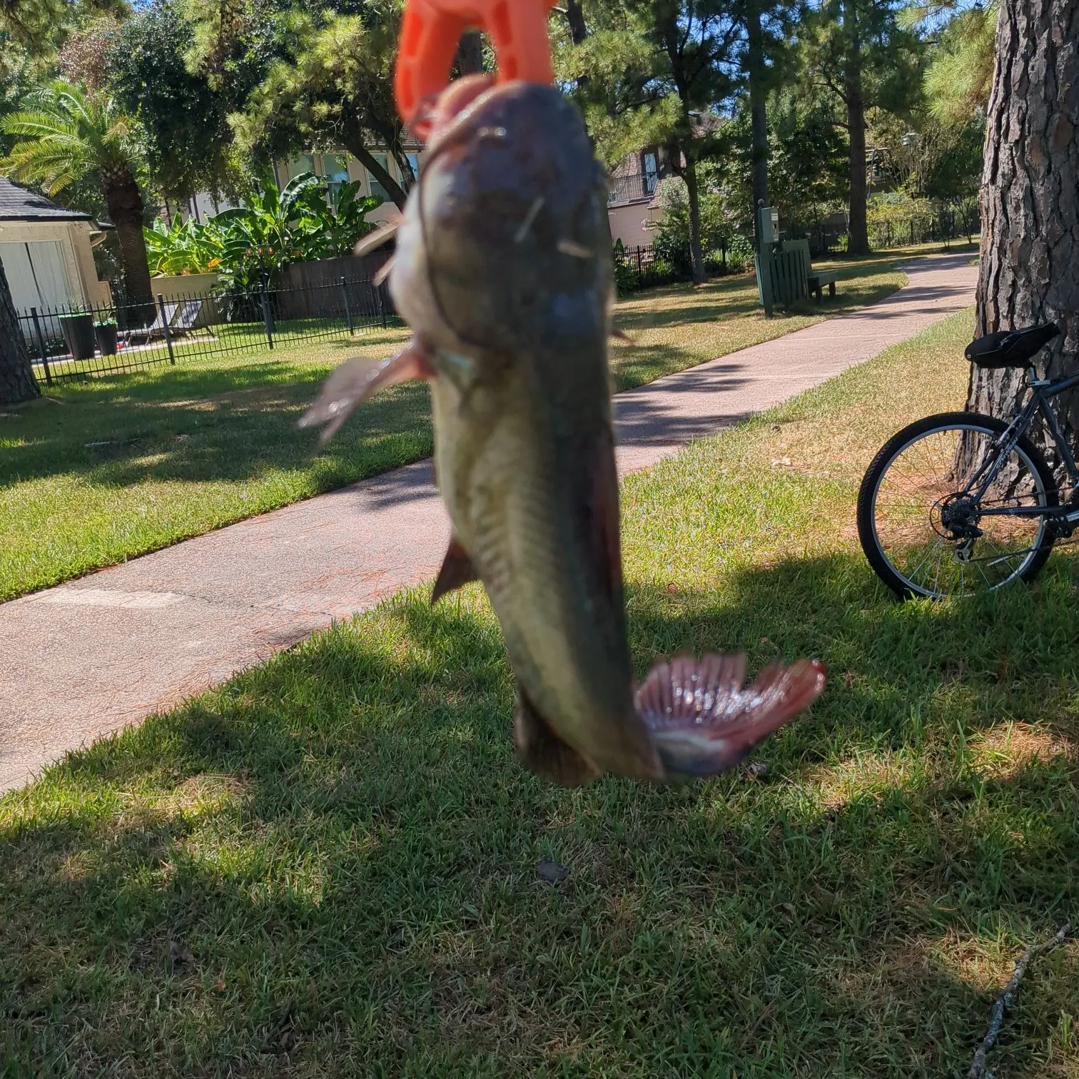 catch