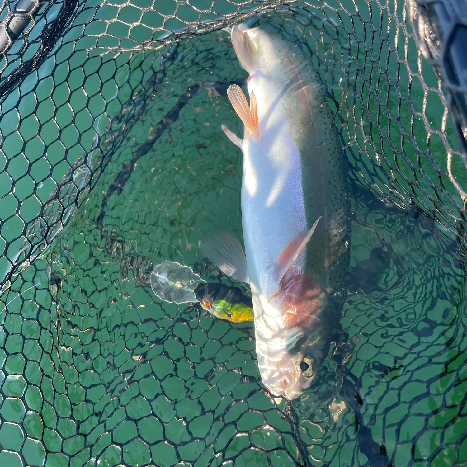 Rainbow trout caught on Fishbrain