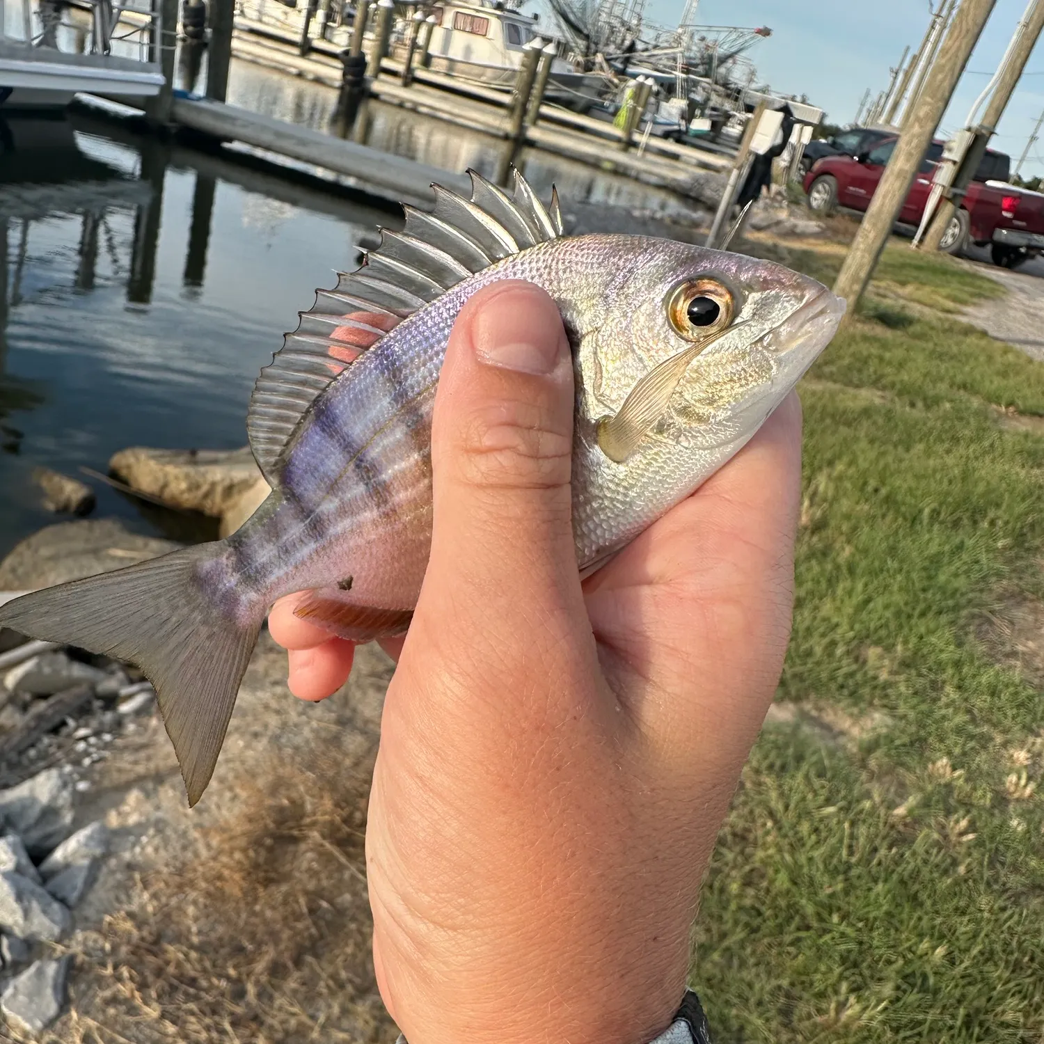 Pinfish caught on Fishbrain