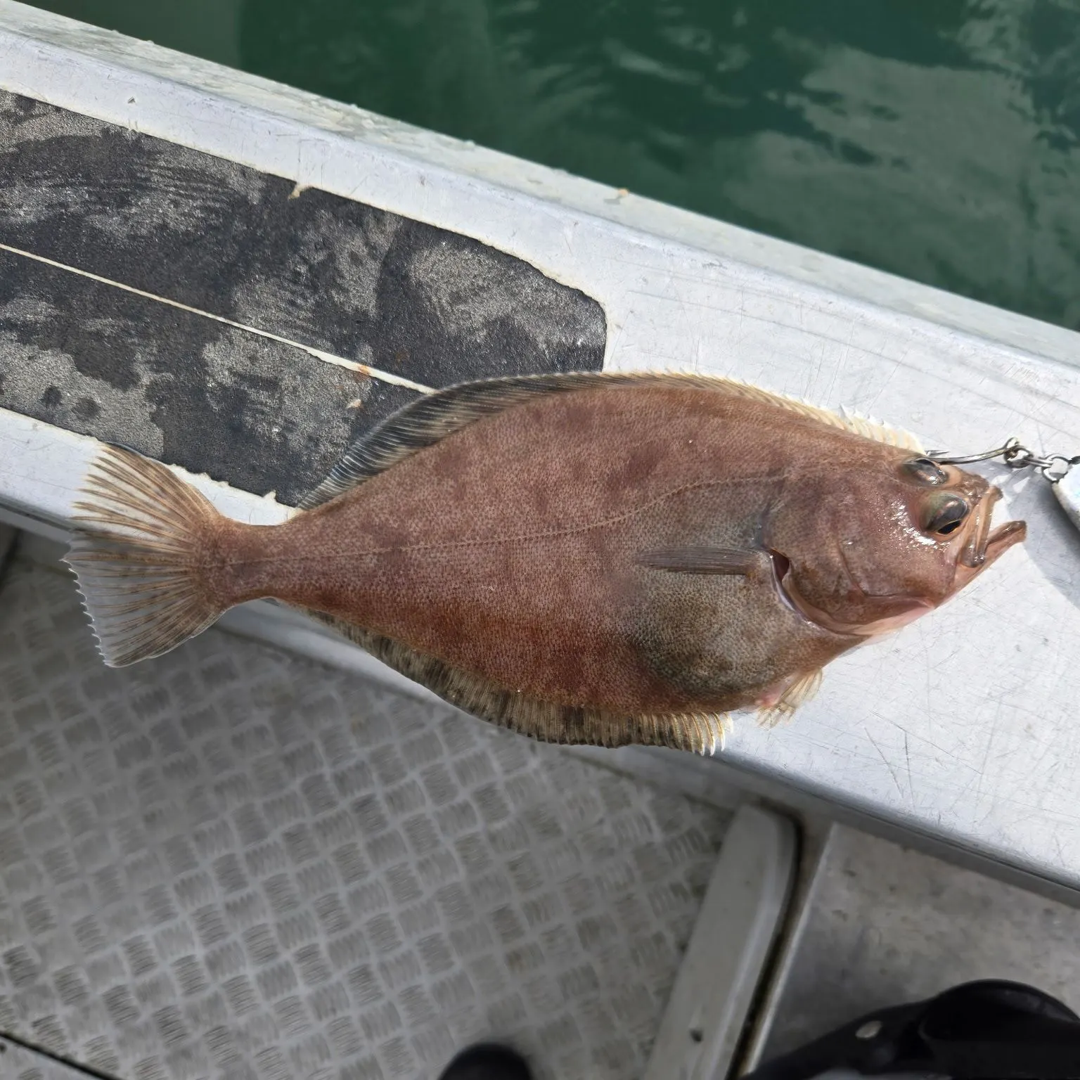 The most recent Arrowtooth flounder catches on Fishbrain