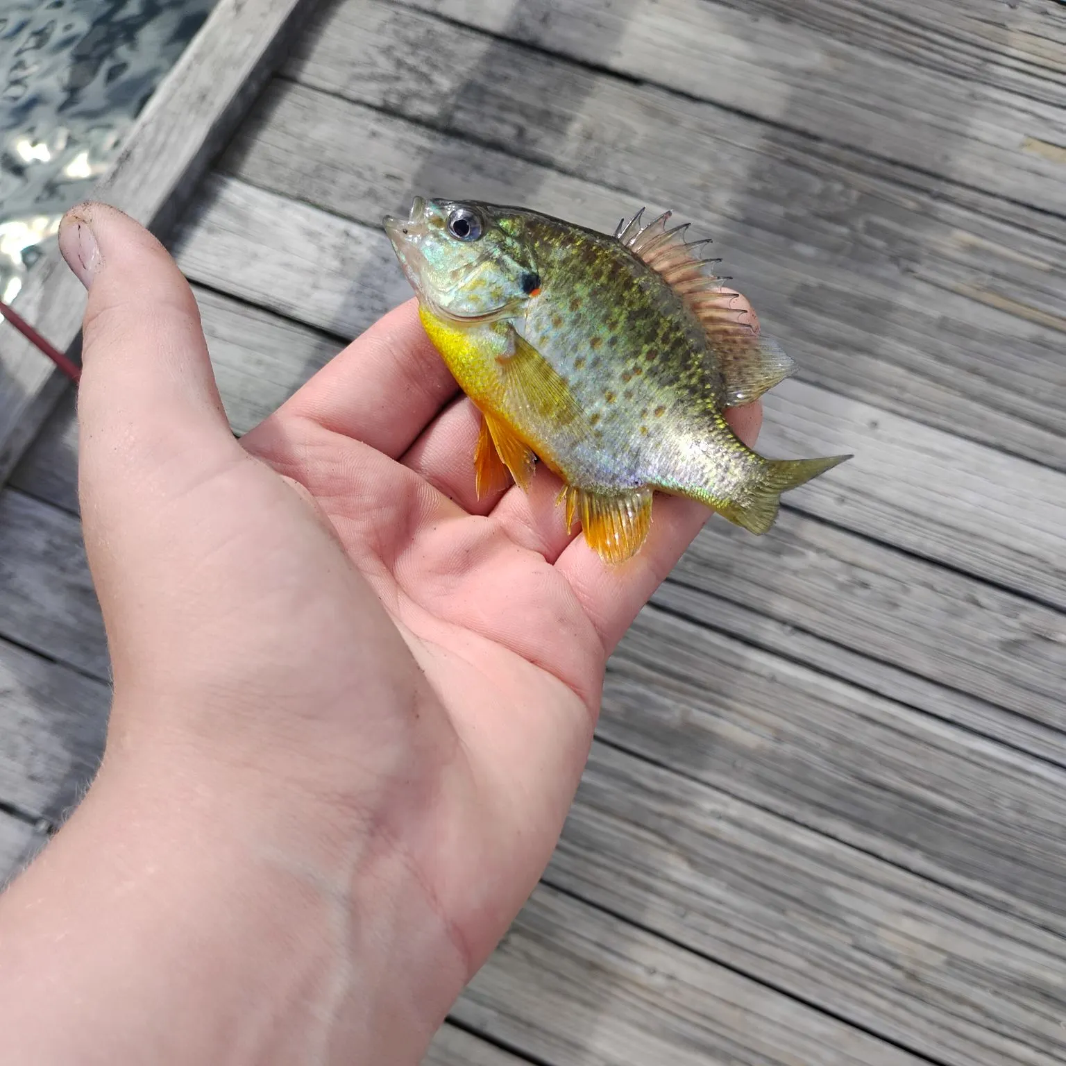 The most recent River chub catches on Fishbrain