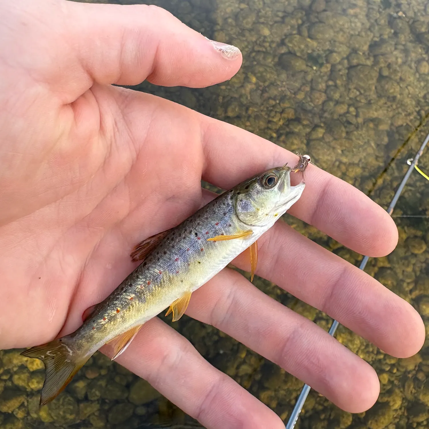 Brown trout caught on Fishbrain