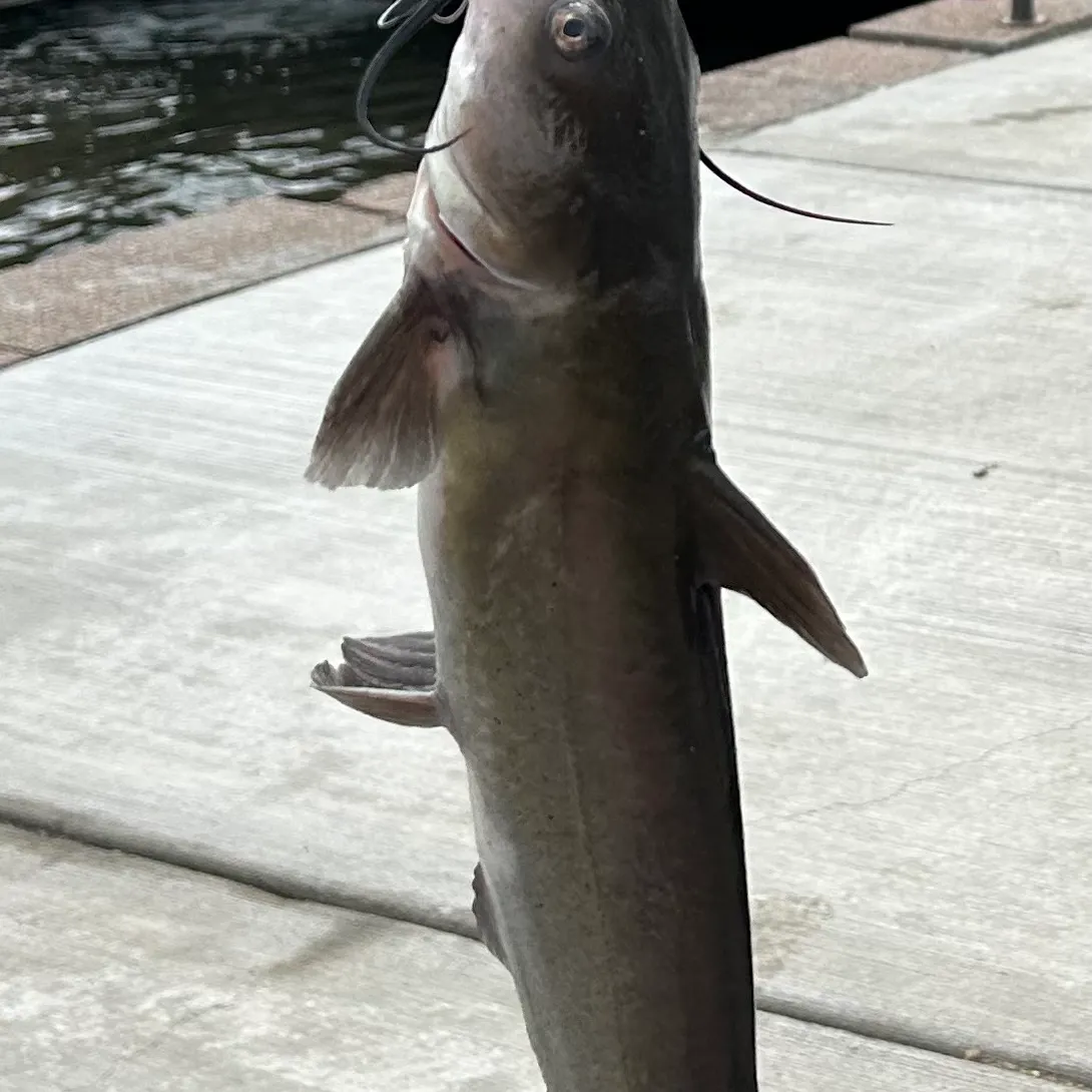Channel catfish caught on Fishbrain