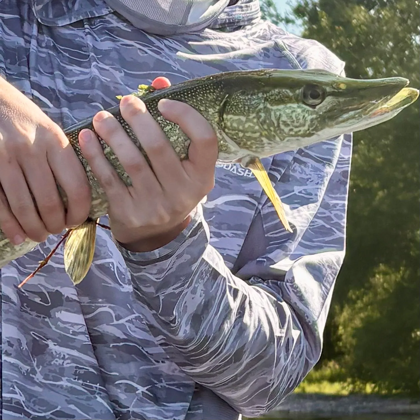 Northern pike caught on Fishbrain