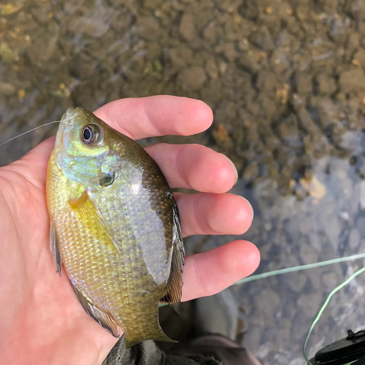 Bluegill caught on Fishbrain