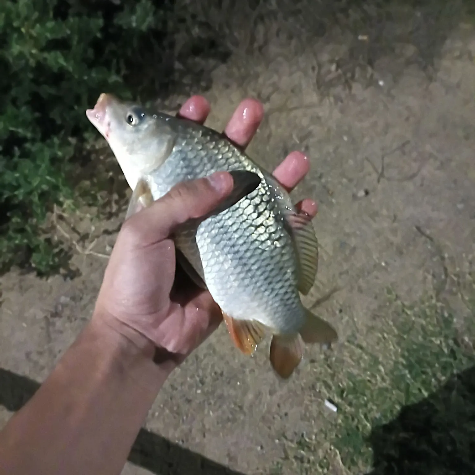 Common carp caught on Fishbrain