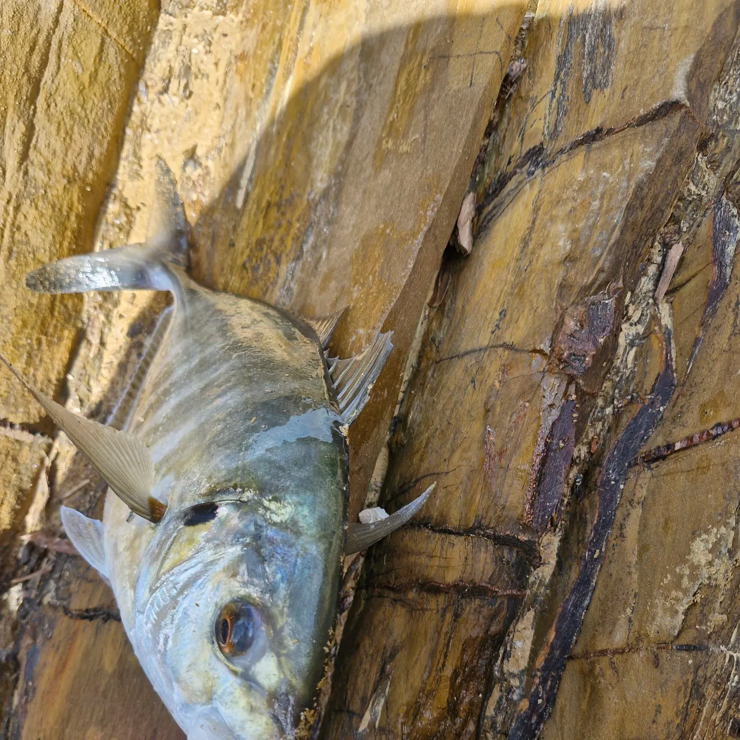 The most recent White trevally catches on Fishbrain