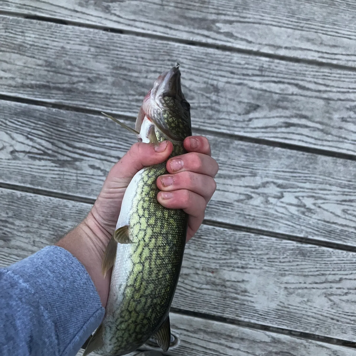 Chain pickerel caught on Fishbrain