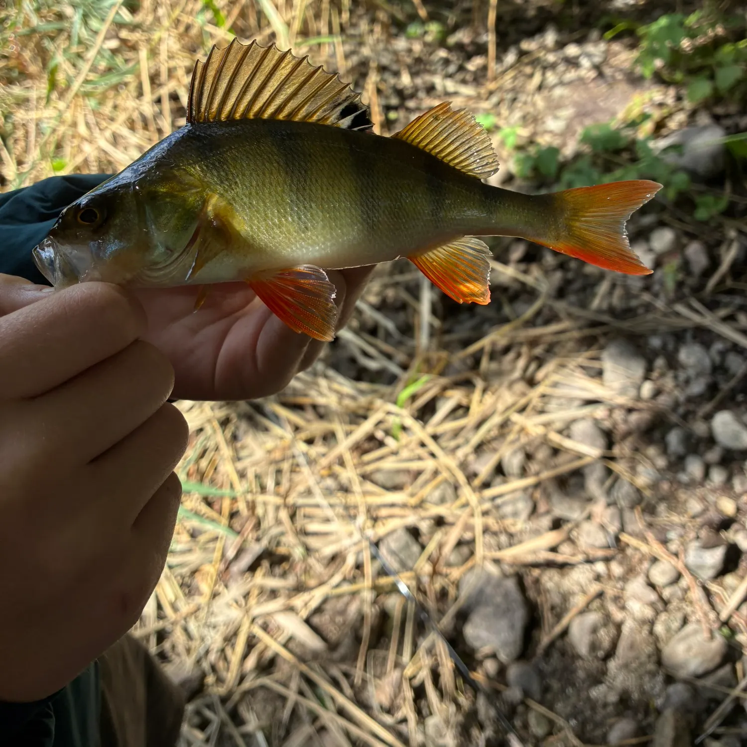 European perch caught on Fishbrain