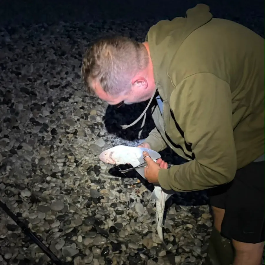 The most recent Starry smooth-hound catches on Fishbrain