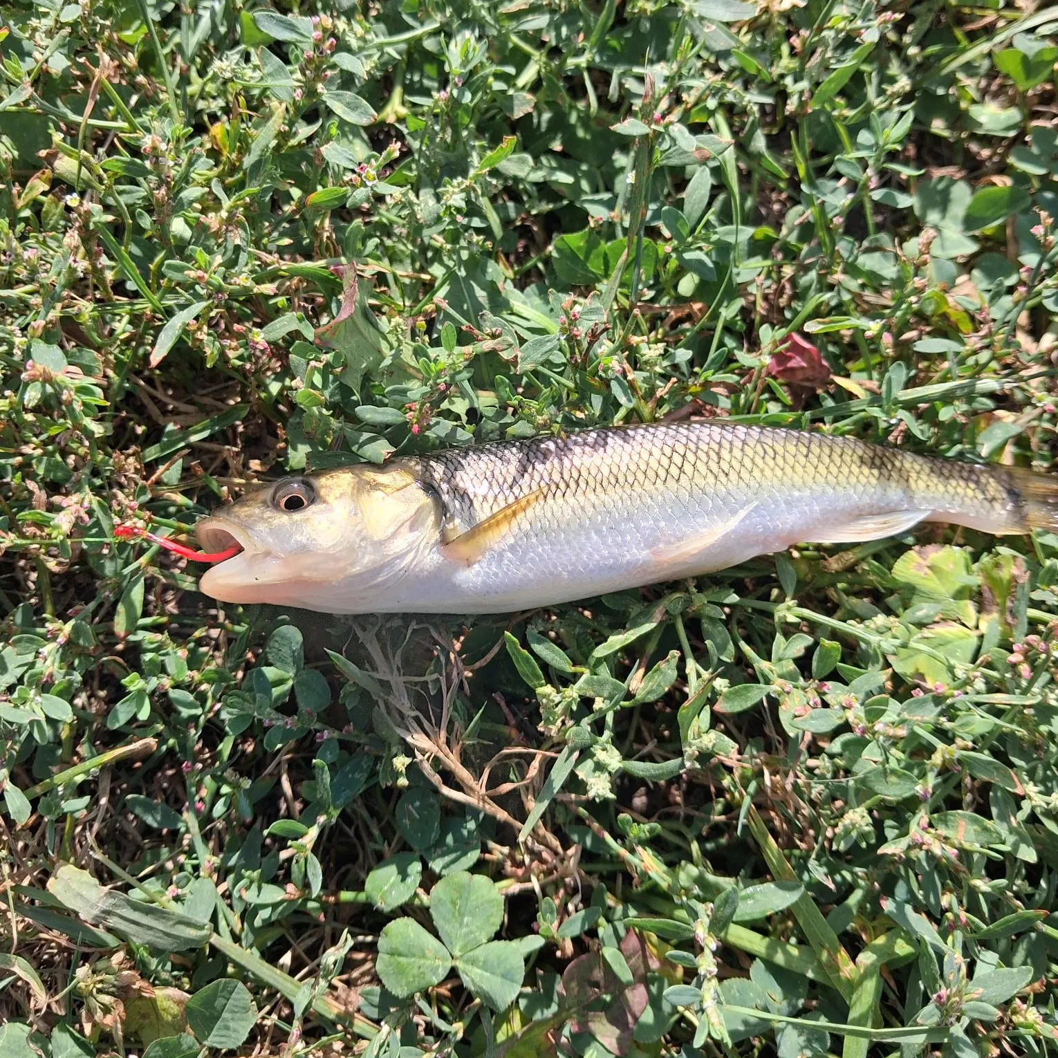 Creek chub caught on Fishbrain