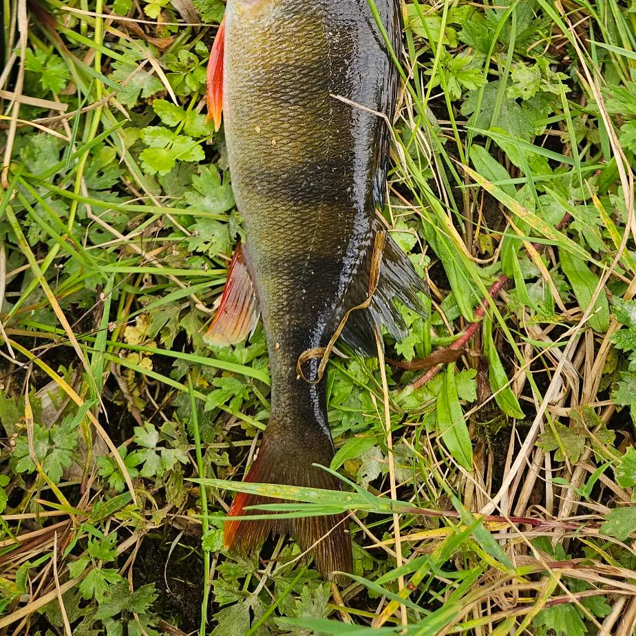 European perch caught on Fishbrain