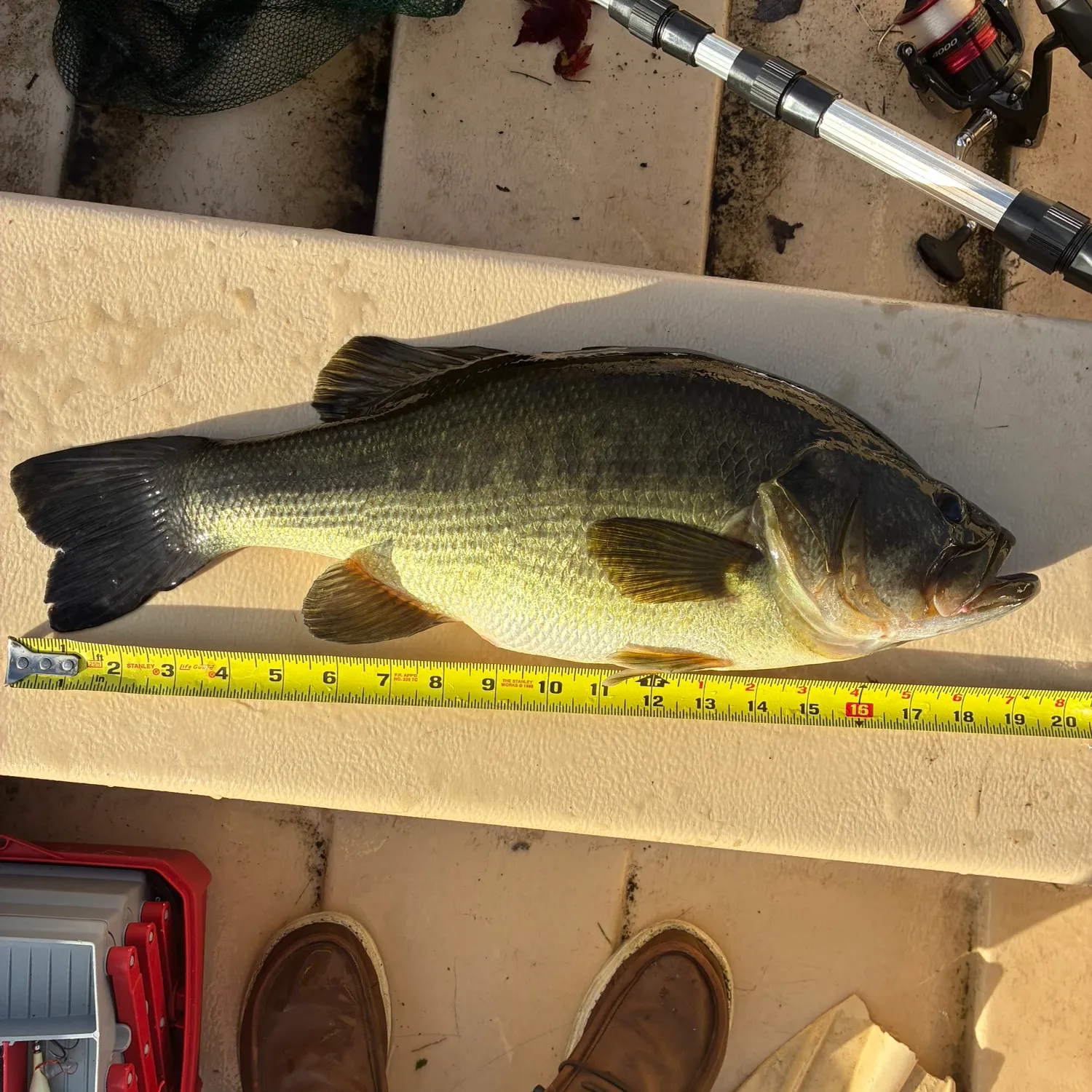 Largemouth bass caught on Fishbrain