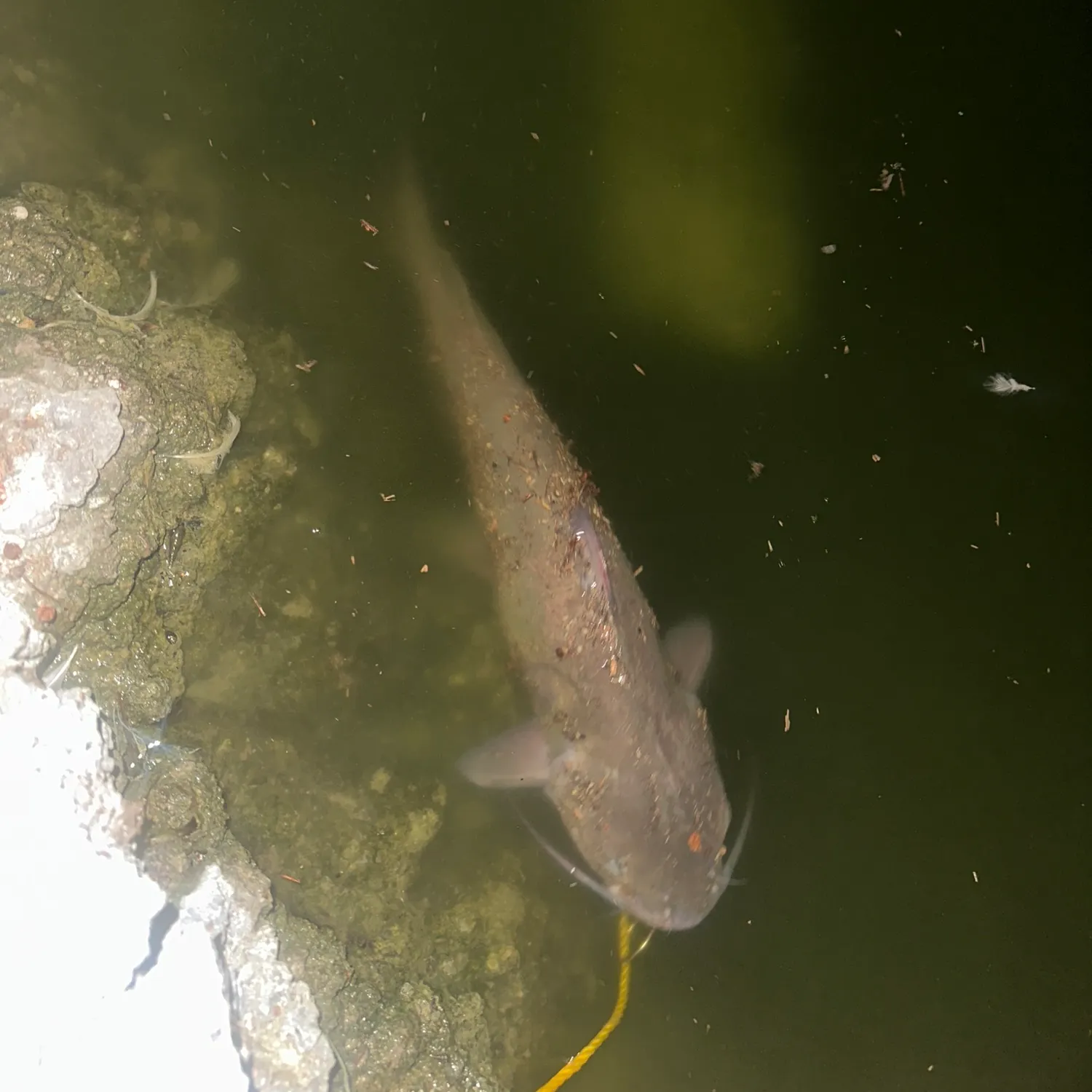 Channel catfish caught on Fishbrain