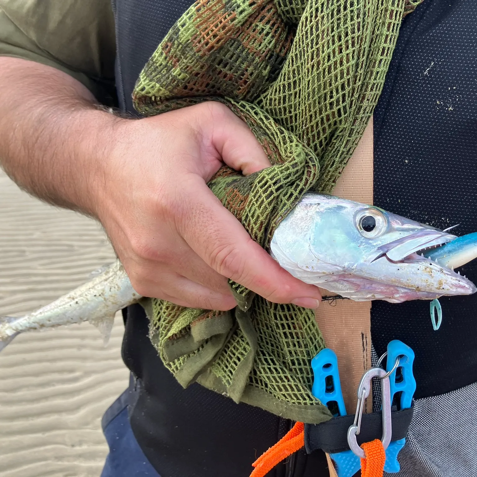 The most recent Australian barracuda catches on Fishbrain