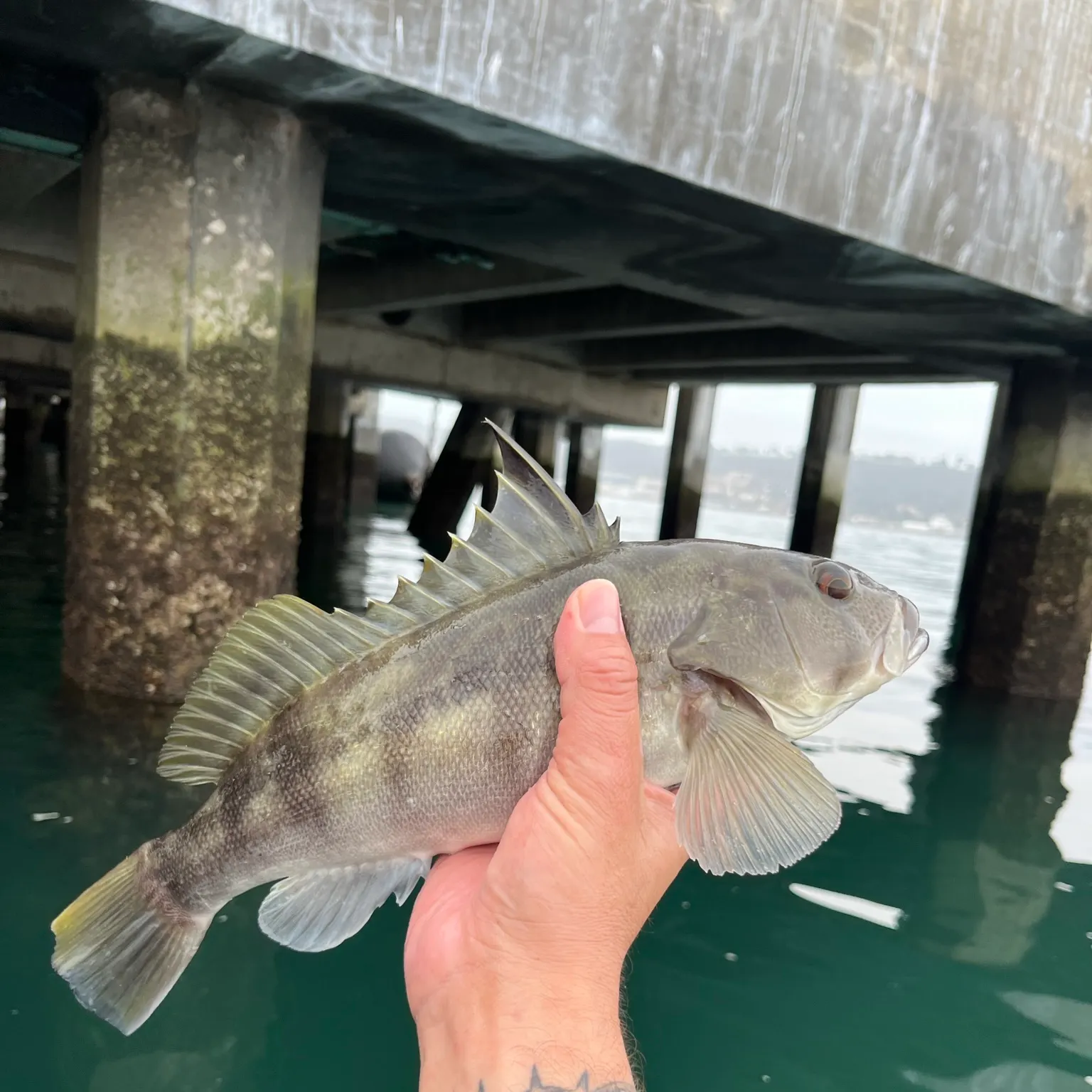 The most recent Barred sand bass catches on Fishbrain