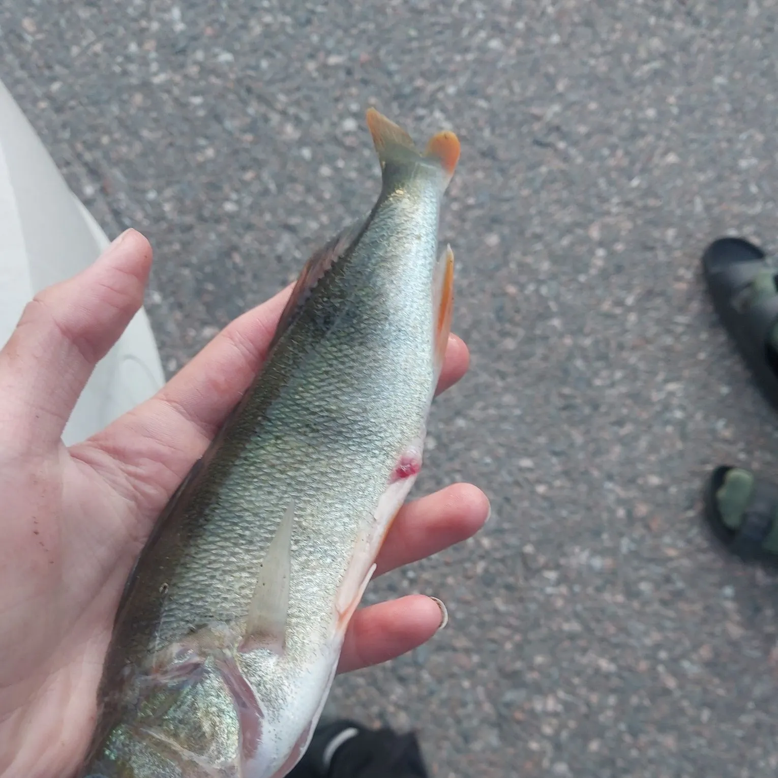European perch caught on Fishbrain