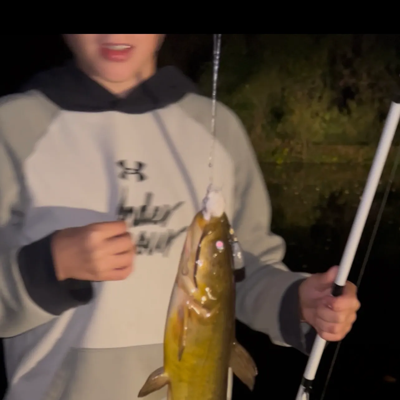 Yellow bullhead caught on Fishbrain