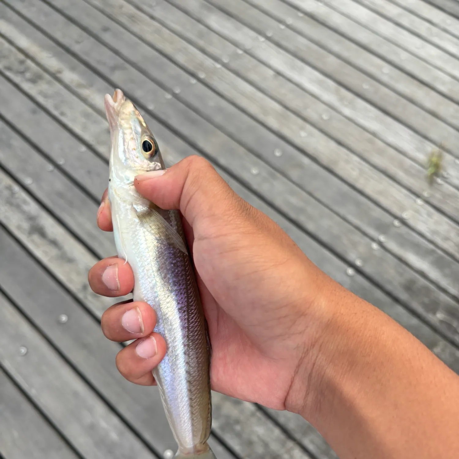 The most recent Japanese whiting catches on Fishbrain
