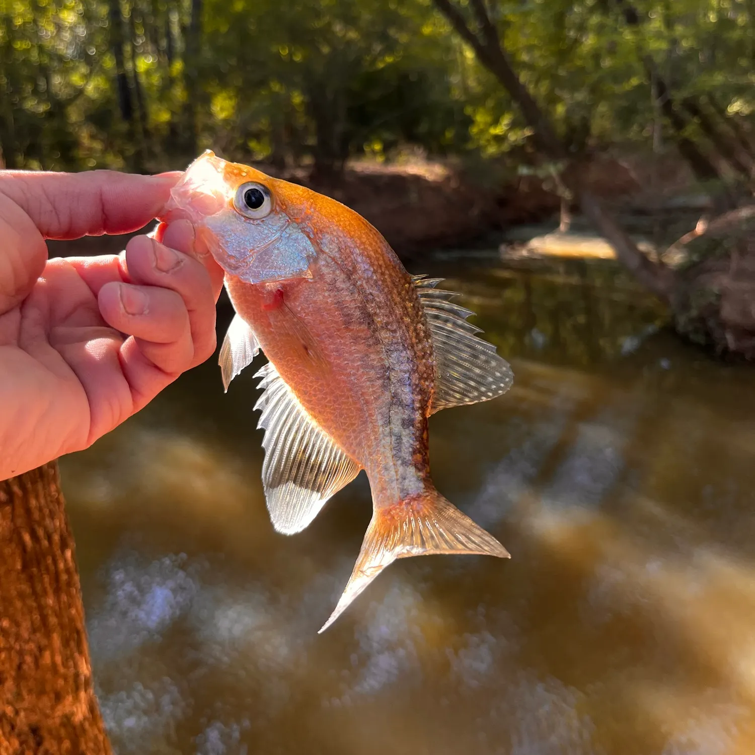 White crappie caught on Fishbrain