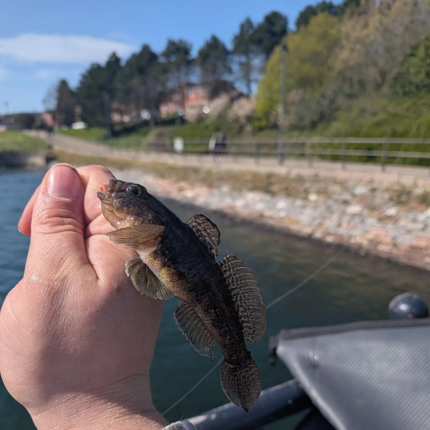 The most recent Black goby catches on Fishbrain