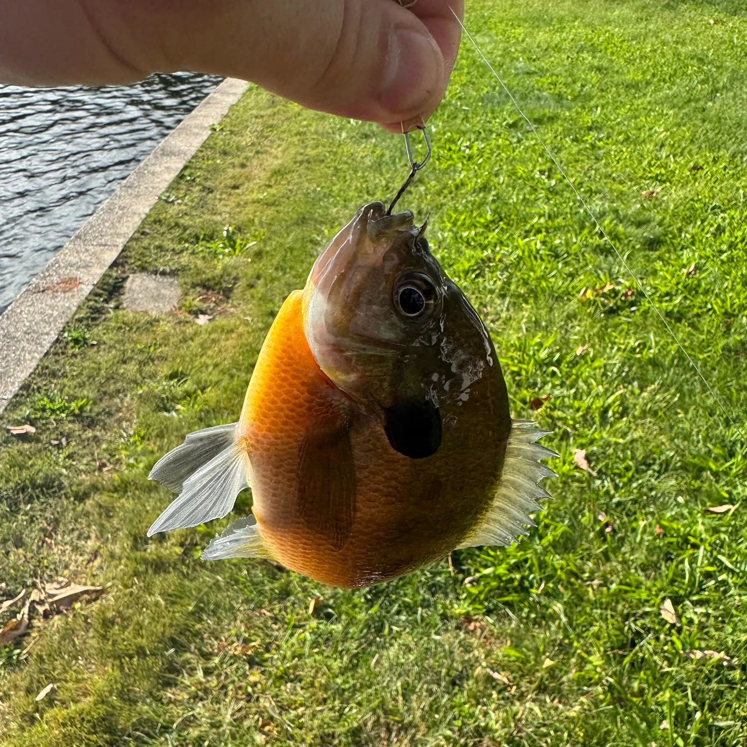 Bluegill caught on Fishbrain
