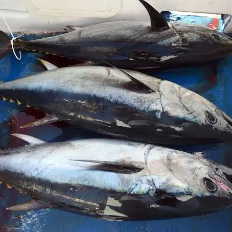Atlantic bluefin tuna caught on Fishbrain