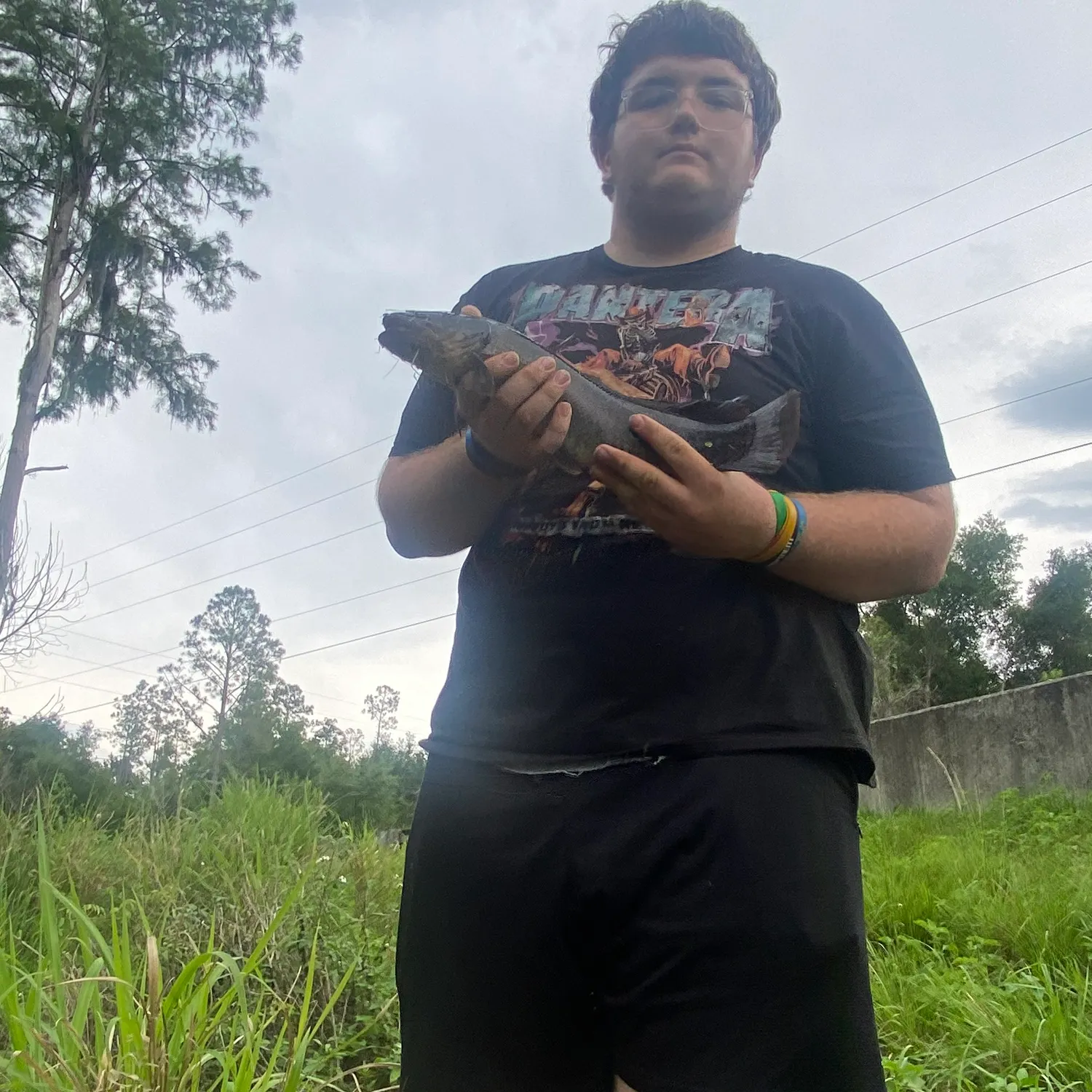 Ruddy bowfin caught on Fishbrain
