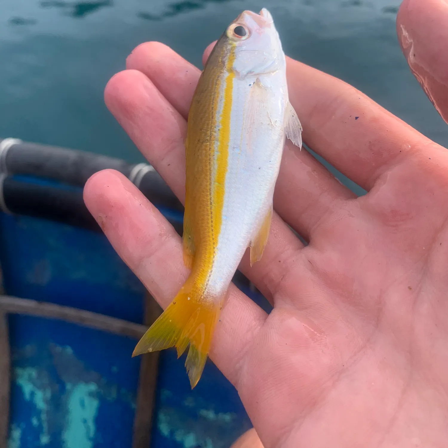 The most recent Bigeye snapper catches on Fishbrain