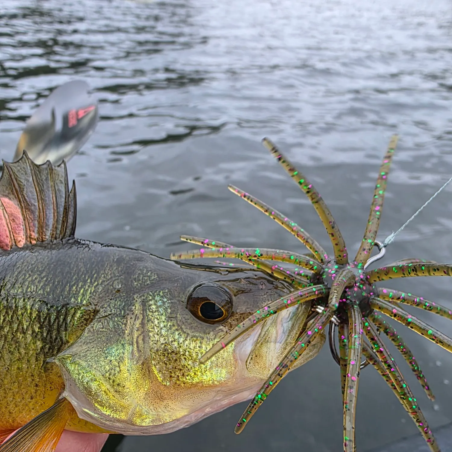 Yellow perch caught on Fishbrain