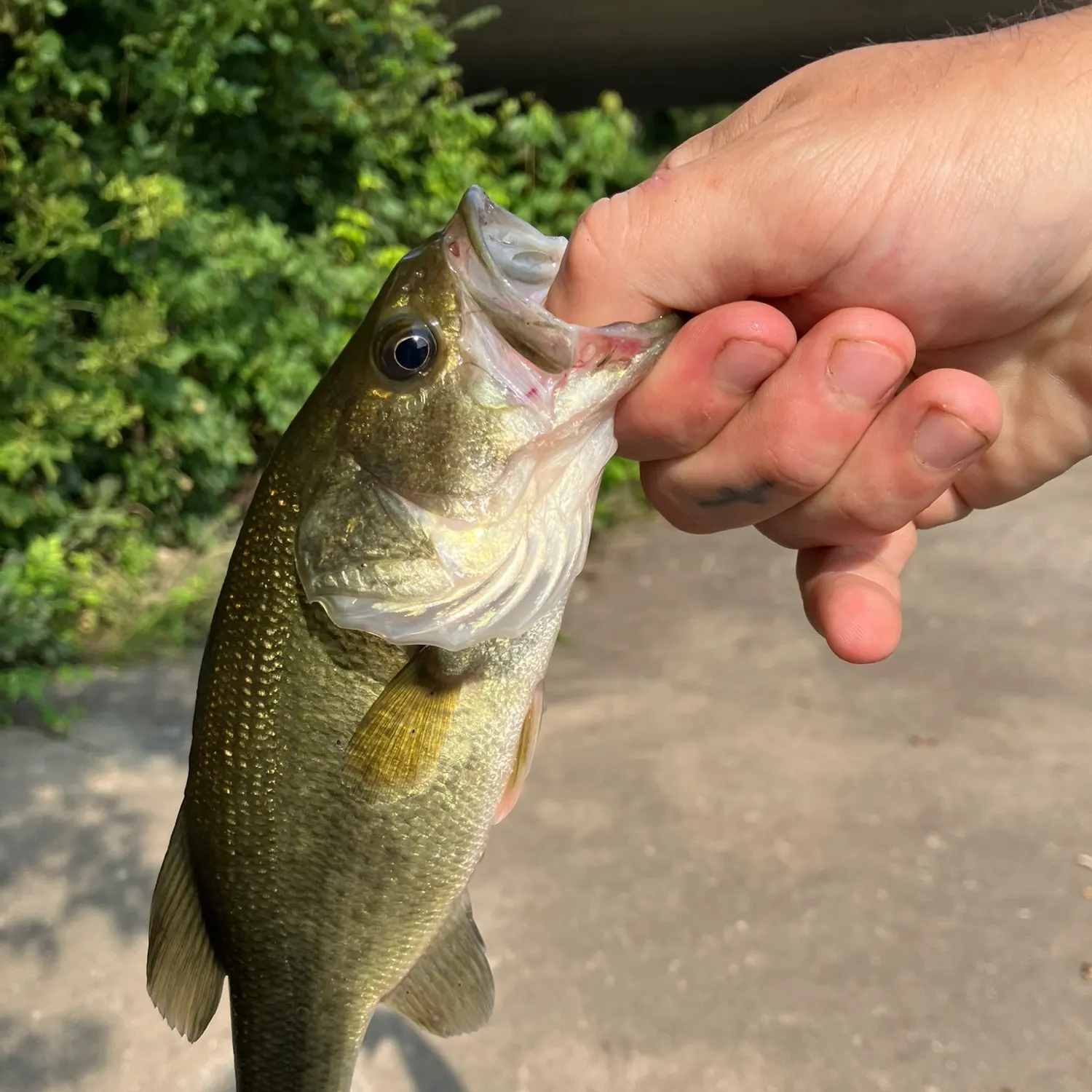 catch
