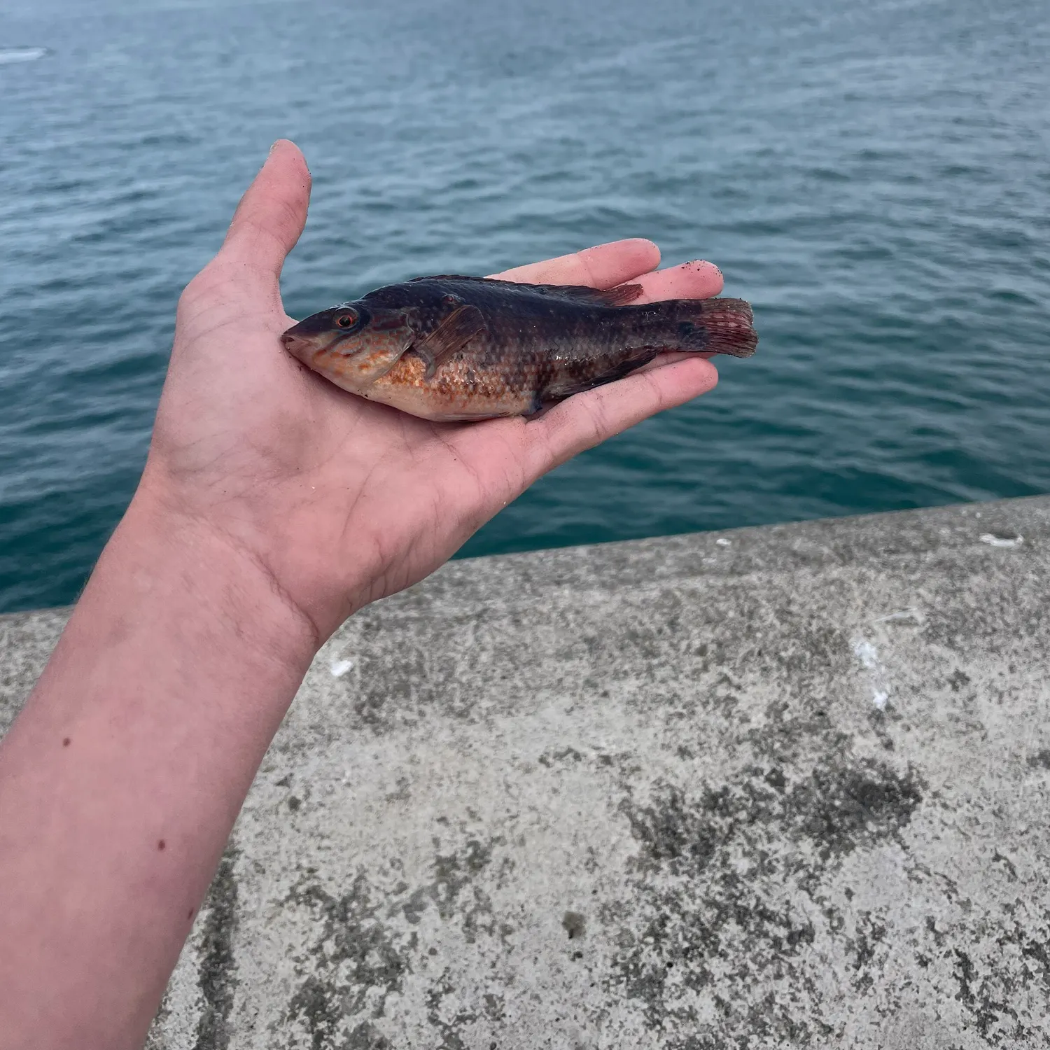 The most recent Corkwing wrasse catches on Fishbrain