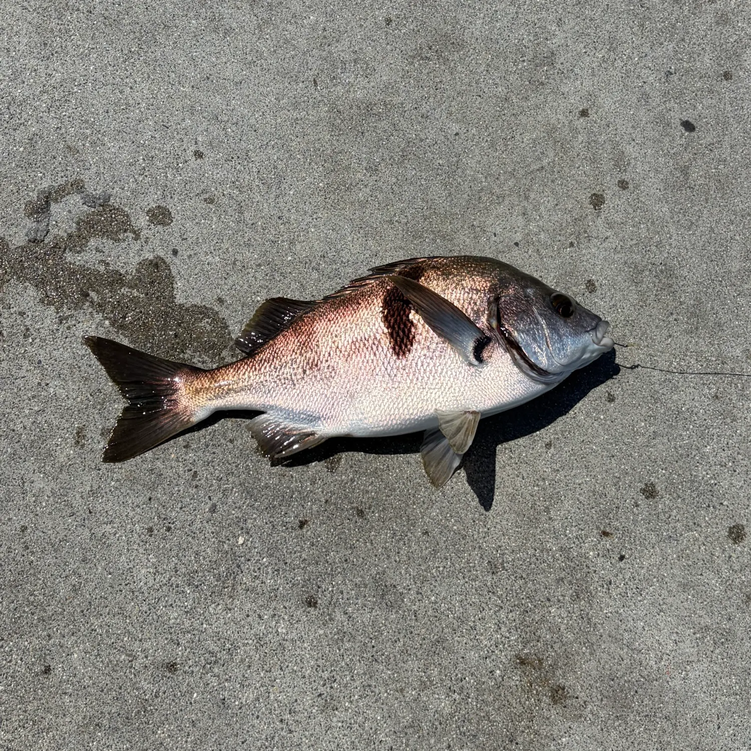 The most recent Sargo catches on Fishbrain