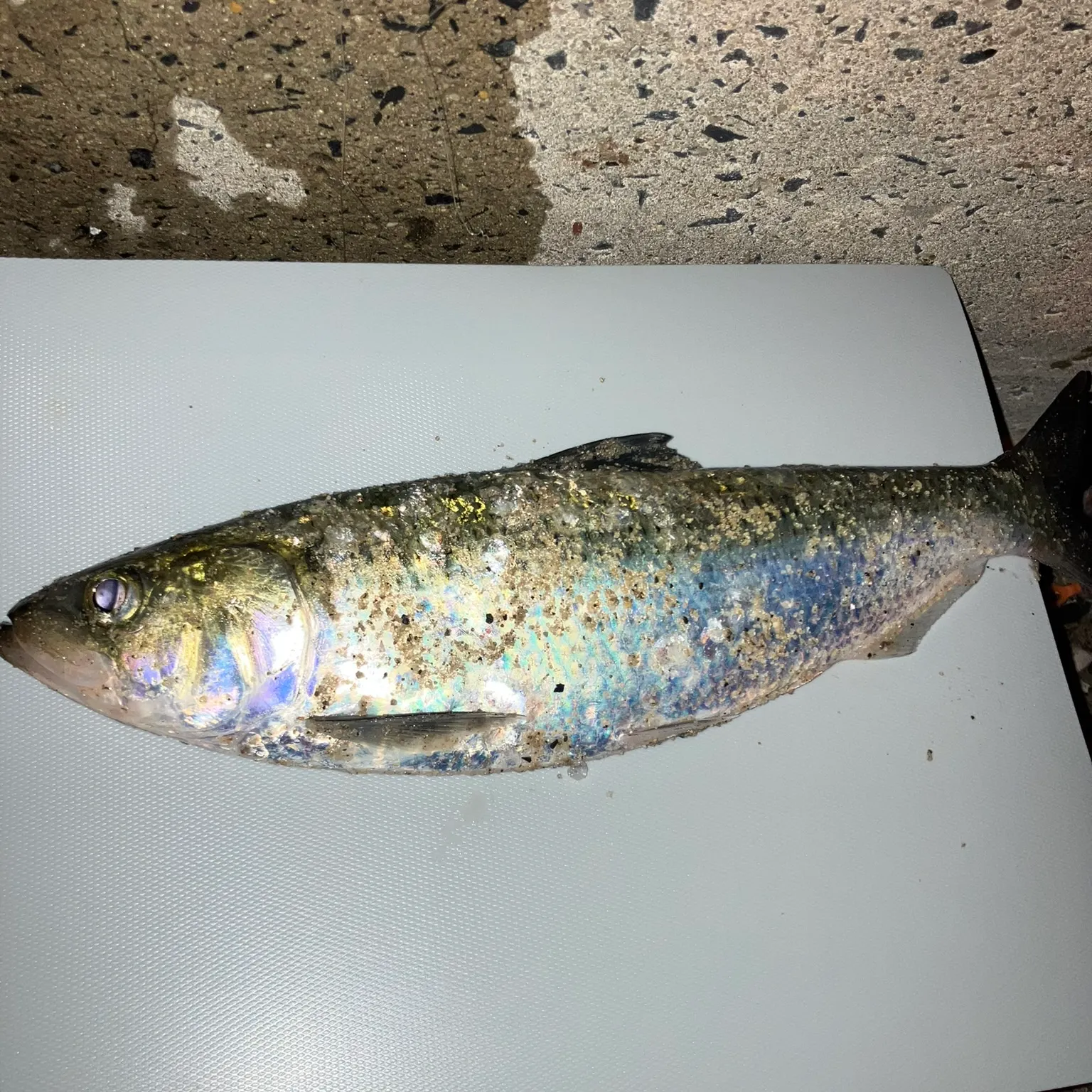 The most recent Atlantic menhaden catches on Fishbrain