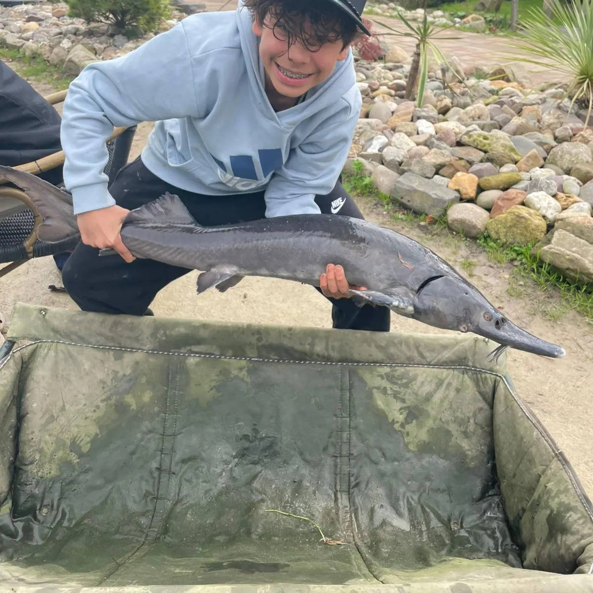 The most recent Beluga sturgeon catches on Fishbrain