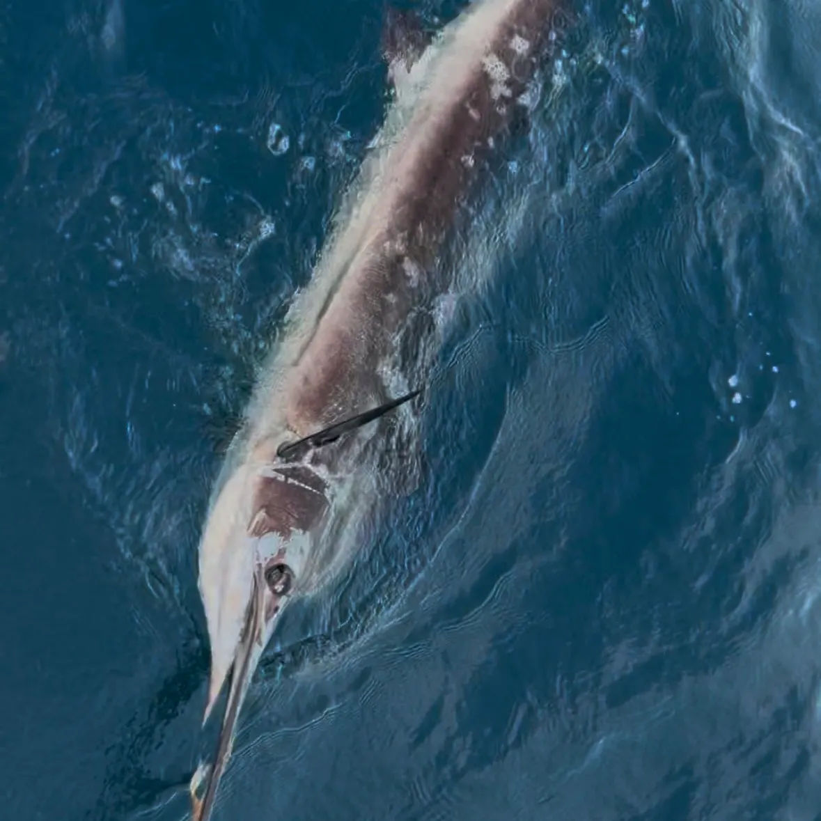 Atlantic sailfish caught on Fishbrain