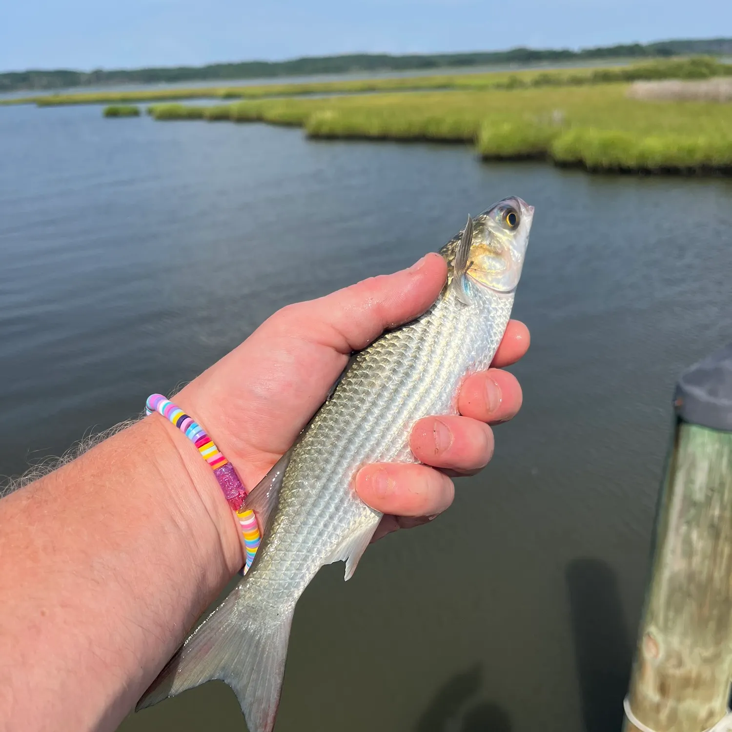 Striped mullet caught on Fishbrain