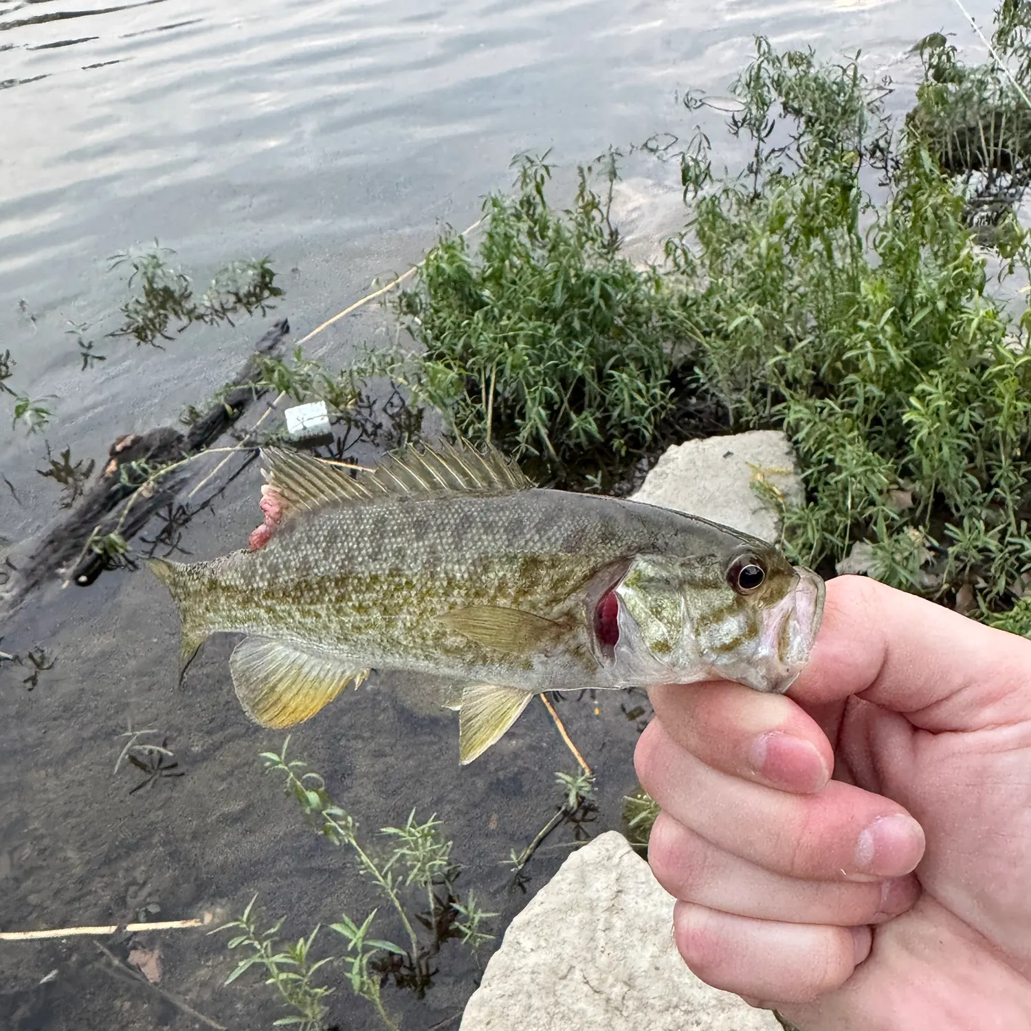 Smallmouth bass caught on Fishbrain